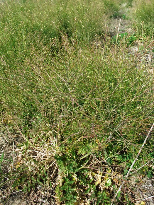 Brassica tournefortii / Cavolo di Tournefort